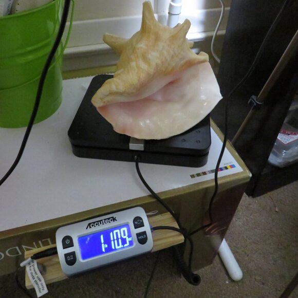Large Real Conch Sea Shell 8.5" x 7" wide 6" tall has some chips - Picture 8 of 8
